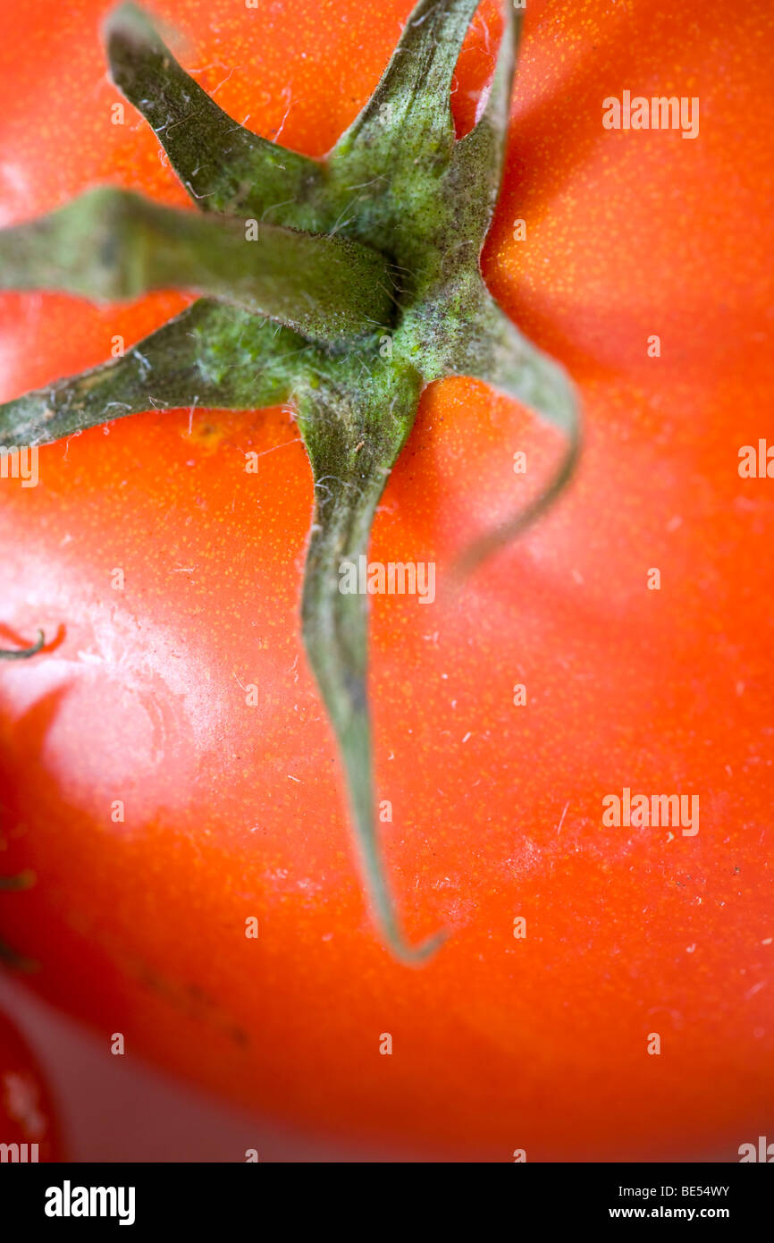 Tomates avec calice Banque D'Images