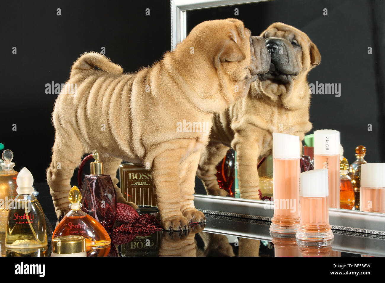 Shar Pei - chien chiot debout devant un miroir Banque D'Images