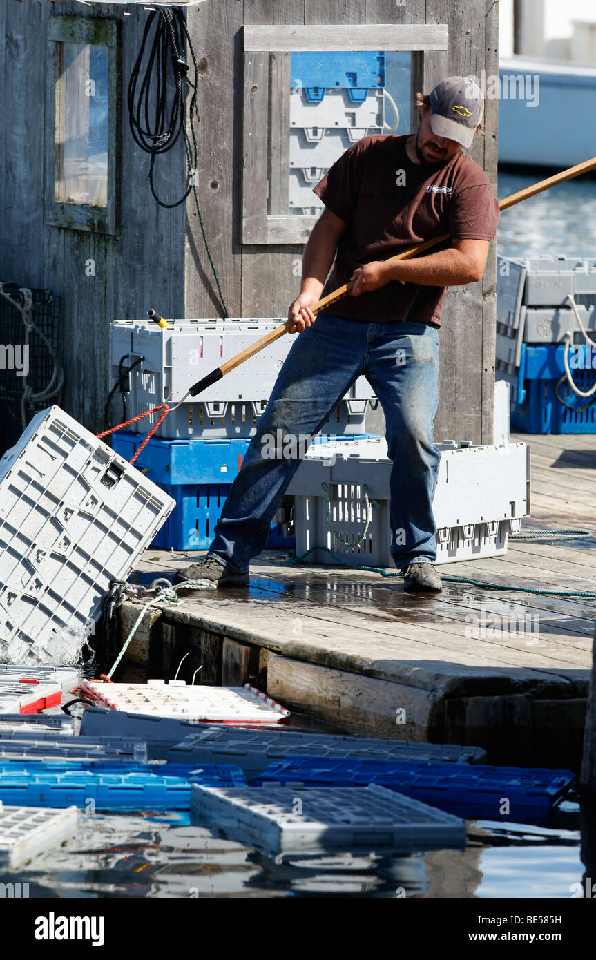 Un pêcheur de homards transporte une caisse à un quai de chargement, Owls Head, Maine Banque D'Images