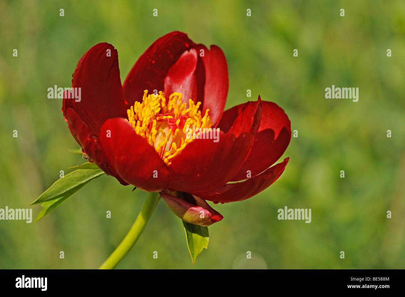 La pivoine sauvage ou de corail (Pivoine Paeonia mascula, Paeonia corallina) Banque D'Images