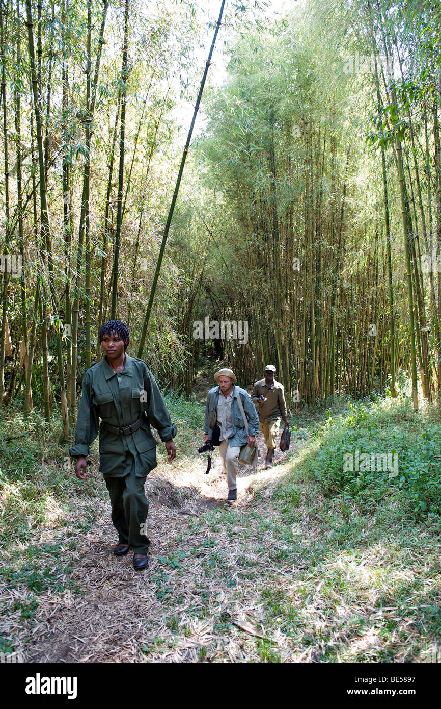 Un ranger de l'Uganda Wildlife Authority escorte un touriste sur une randonnée dans la Mgahinga Gorilla National Park dans le sud de l'Ouganda. Banque D'Images
