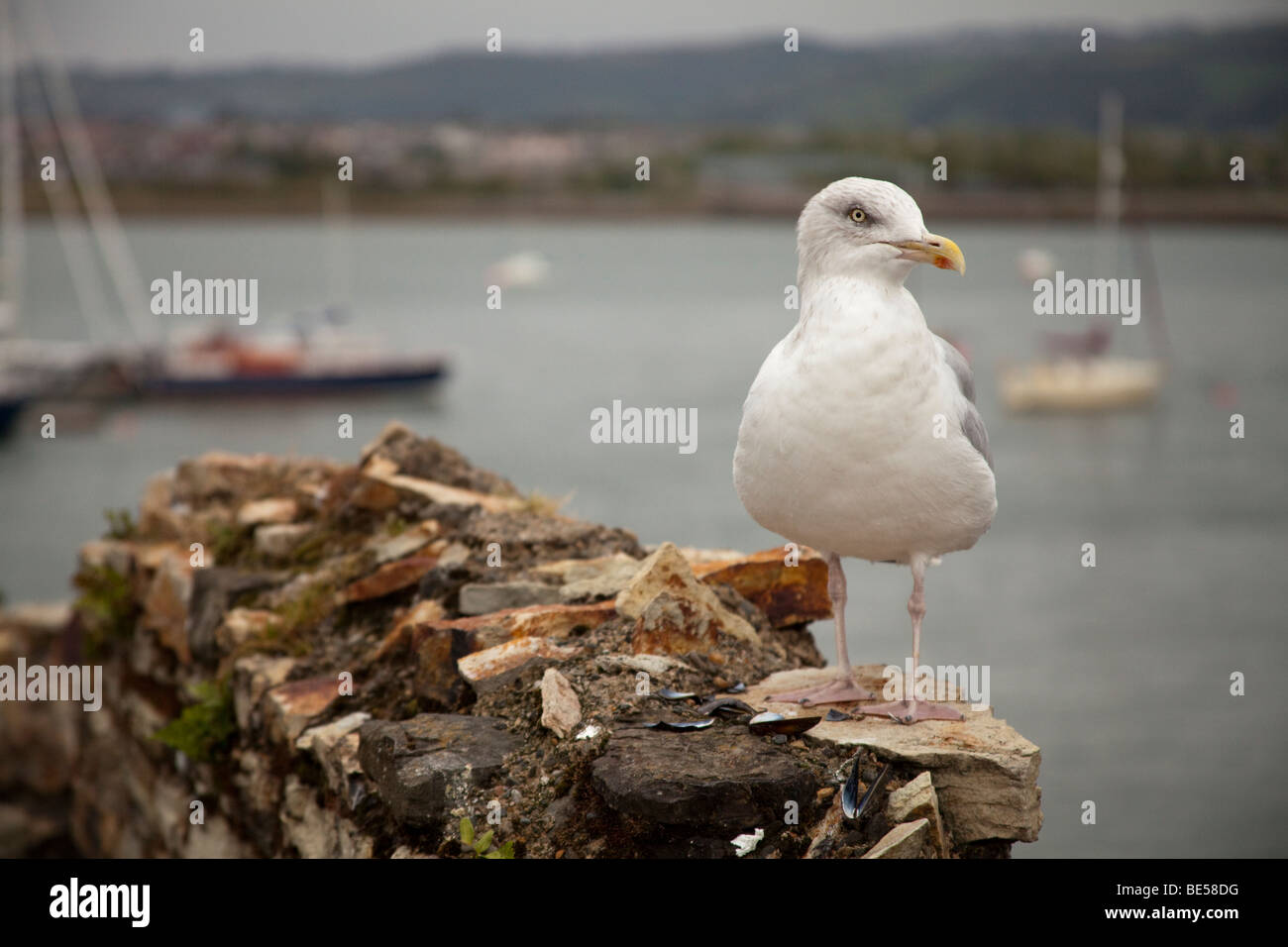 Seagull perché sur une partie du château de Conwy murs donnant sur la rivière Conwy. Banque D'Images