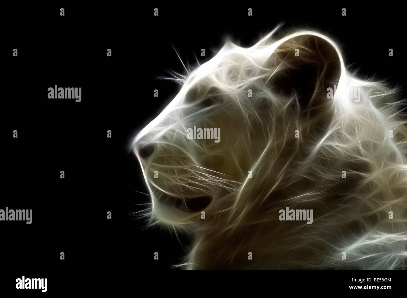 Un chef d'un illustré numériquement white lion (Panthera leo). Portrait d'un lion blanc ( Dessin assisté par ordinateur). Banque D'Images