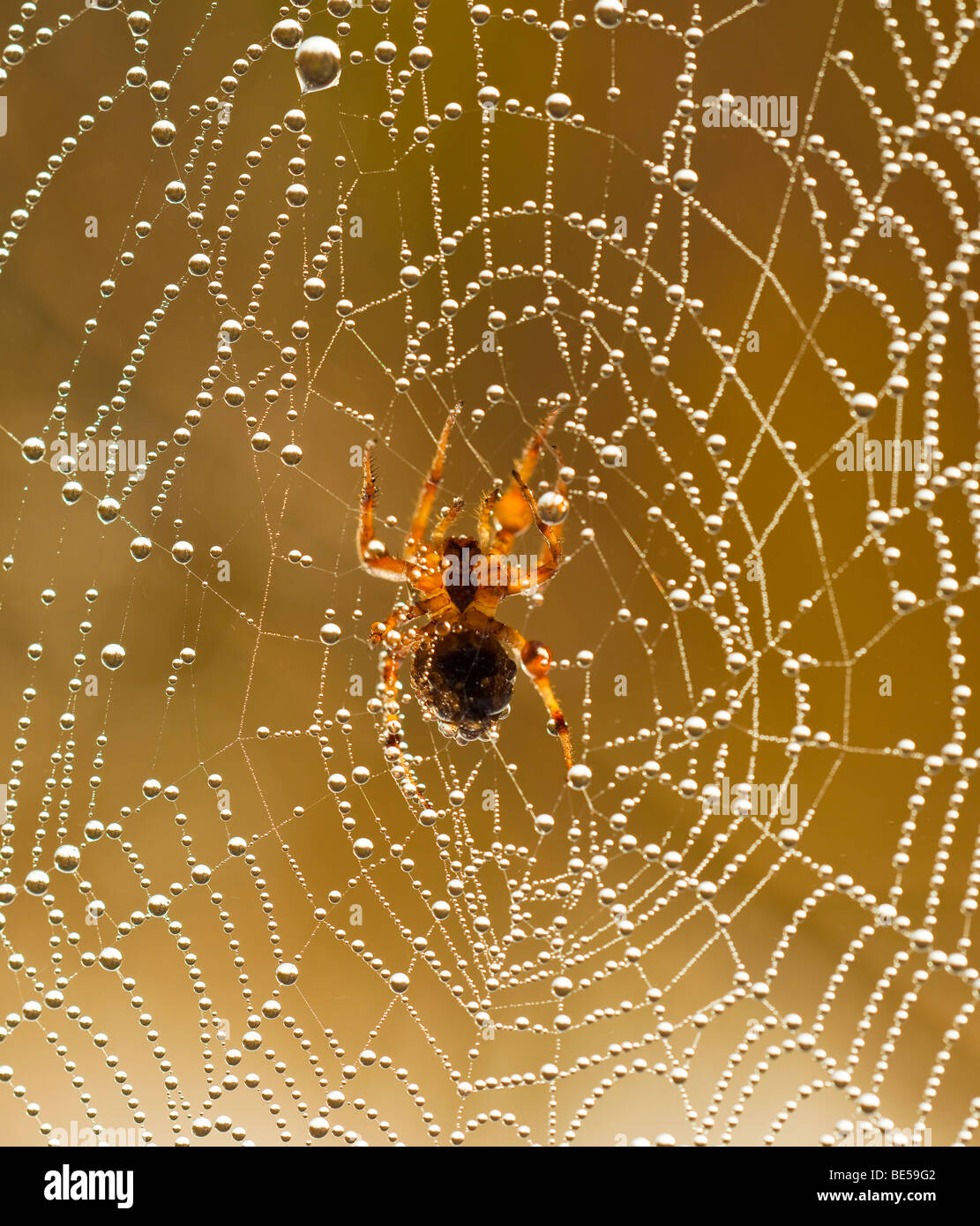 Spider web avec des gouttes de rosée Banque D'Images