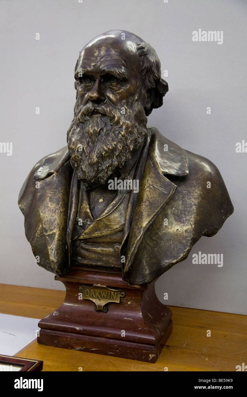 Un buste / statue de Charles Robert Darwin. Banque D'Images