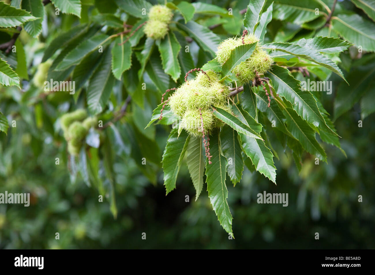 Sweet chestnut Castanea sativa en automne fruits Kent UK Banque D'Images
