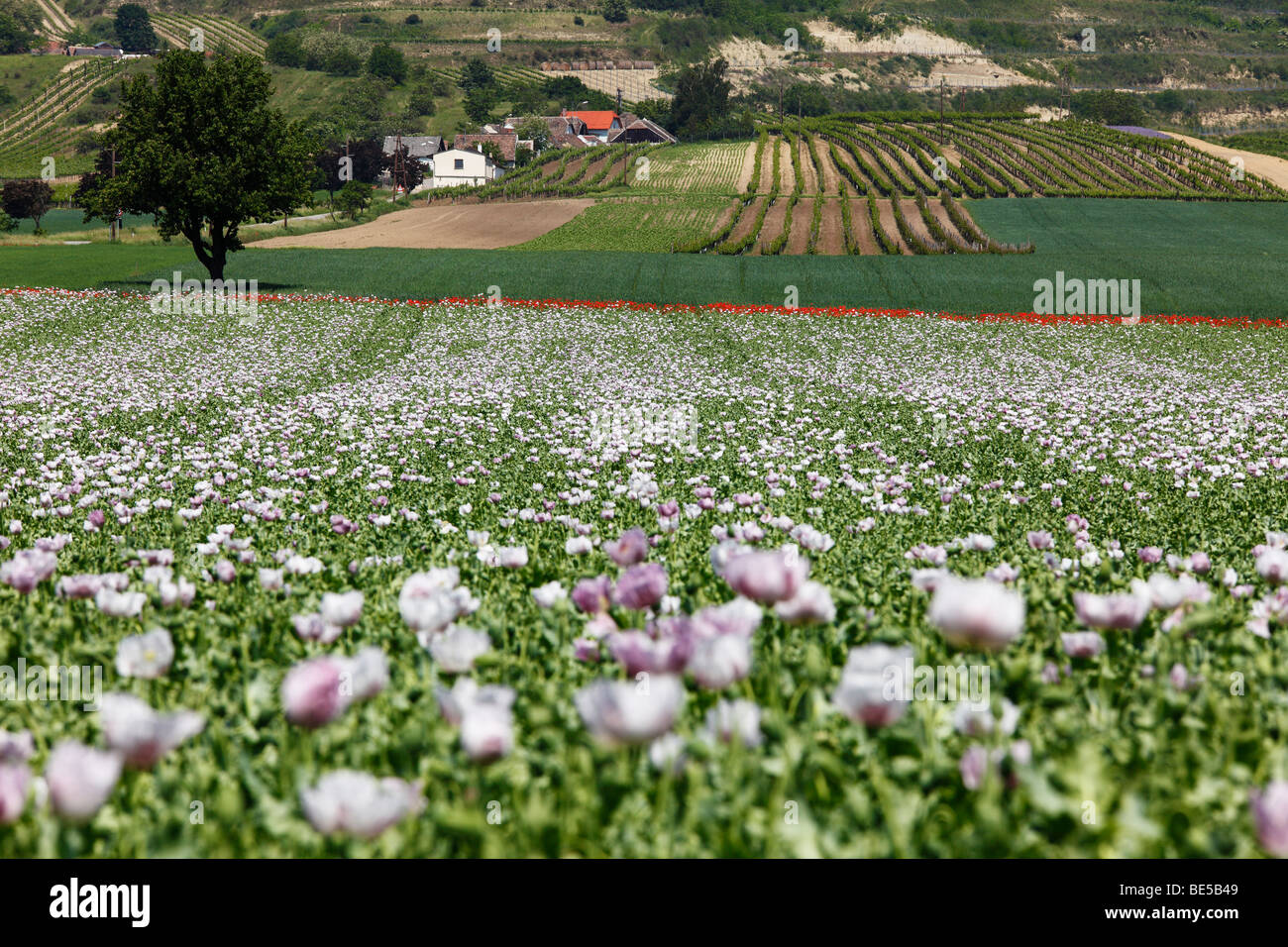 Domaine de pavot (Papaver somniferum), Haugsdorf, Weinviertel, Basse Autriche, Autriche, Europe Banque D'Images