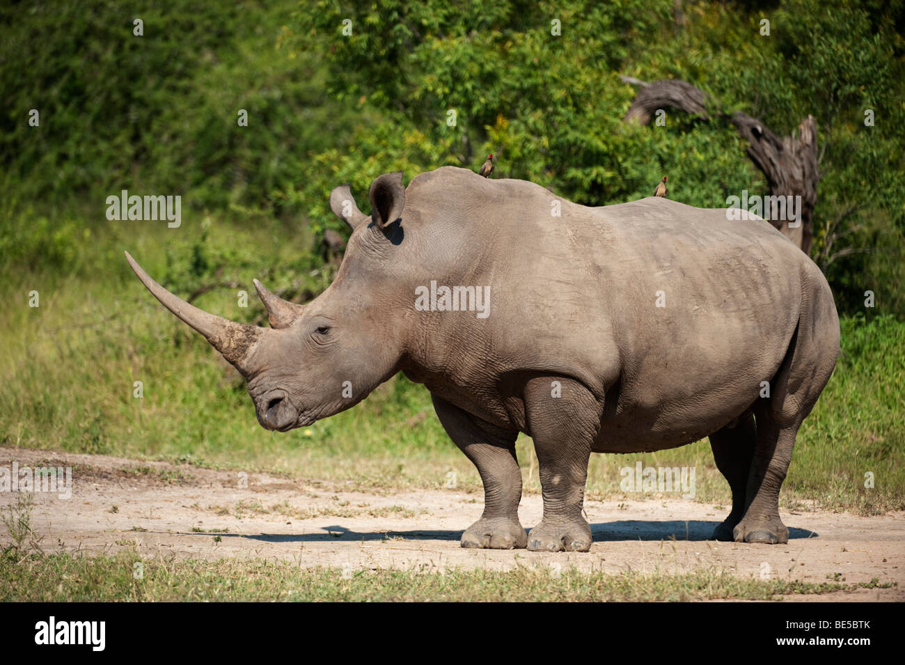 Le rhinocéros blanc (Ceratotherium simum), Réserve de Chasse MalaMala, Parc National Kruger, Afrique du Sud Banque D'Images