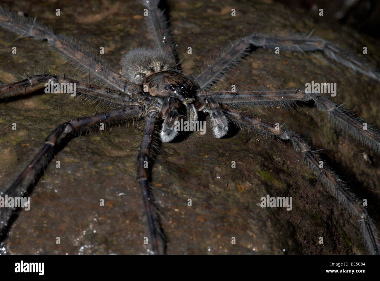 Spider pêche Dolomedes sp sur la roche par stream jambes sur la tension de surface de l'eau Guayacan Provincia de Limón Costa Rica Banque D'Images