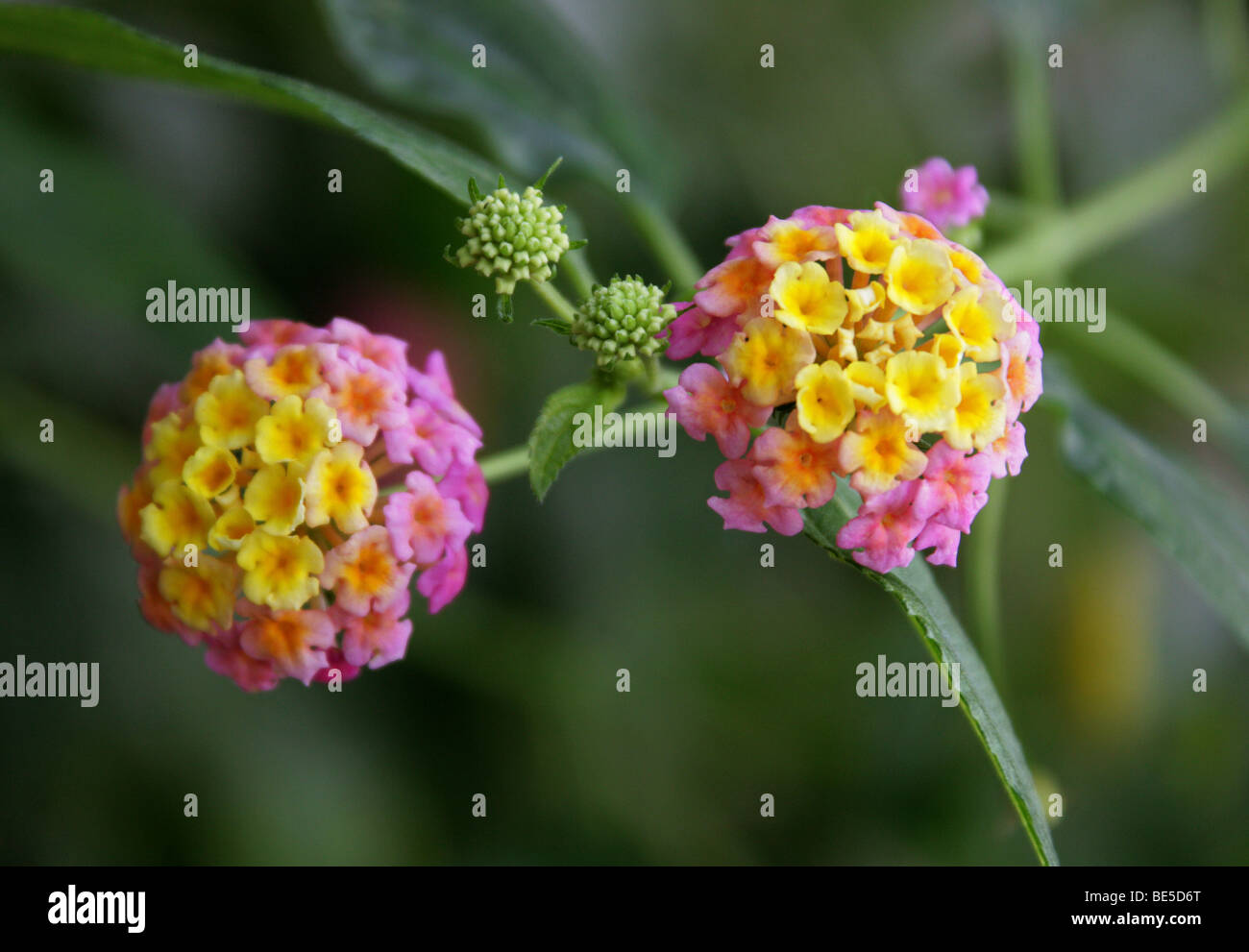 Drapeau espagnol, Lantana camara, Verbenaceae, tropicales en Amérique centrale et du Sud Banque D'Images