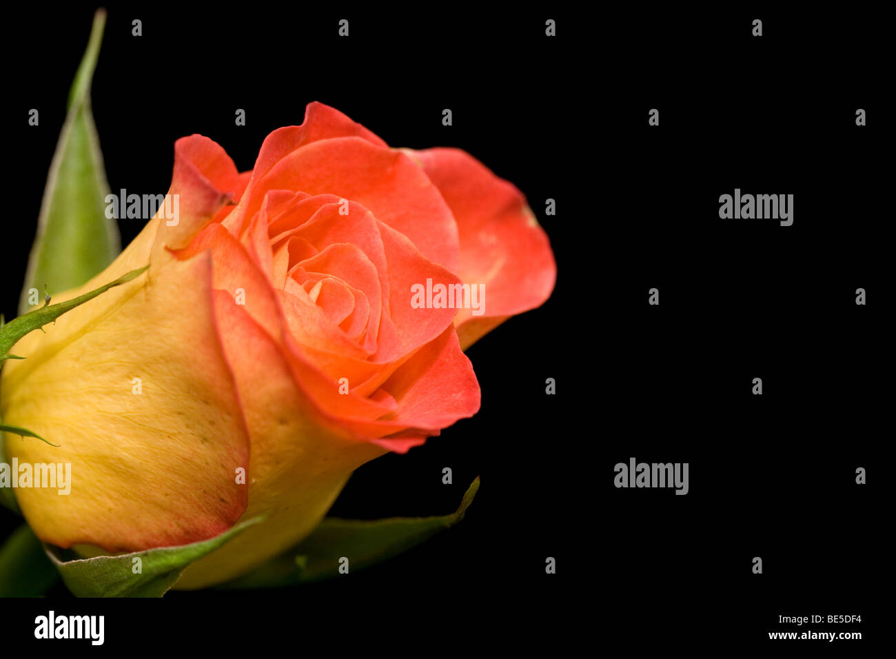 Rose orange Banque D'Images