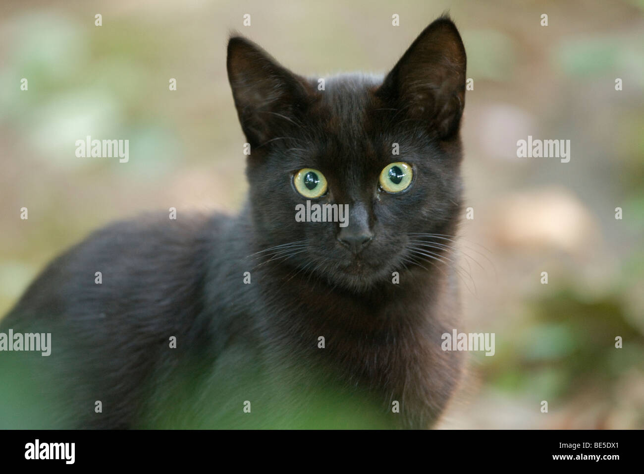 Chat (Felis catus) - Semi-feral - Oregon - USA Banque D'Images