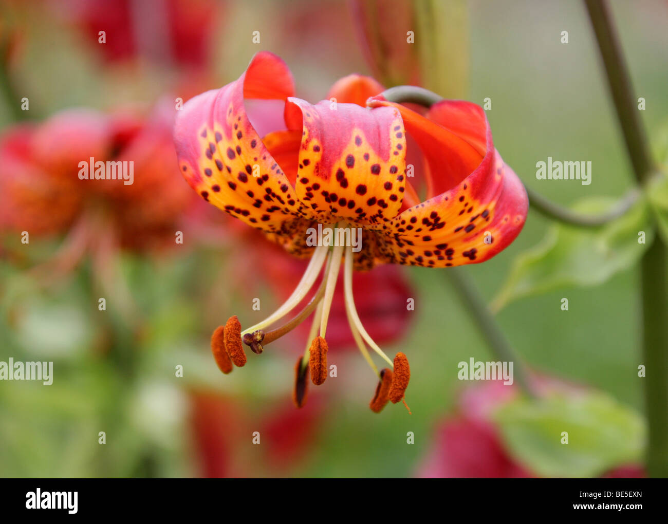 Turk's Cap Lily, Lily, Lily Marais Turban ou American Tiger Lily, Lilium superbum, Liliaceae, USA, Amérique du Nord Banque D'Images