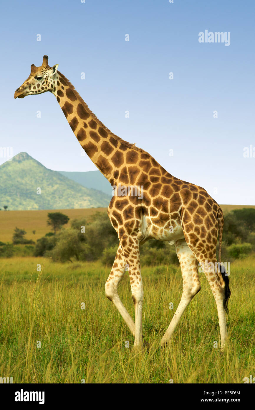 La girafe Rothschild dans le Parc National de Kidepo Valley dans le nord de l'Ouganda. Banque D'Images