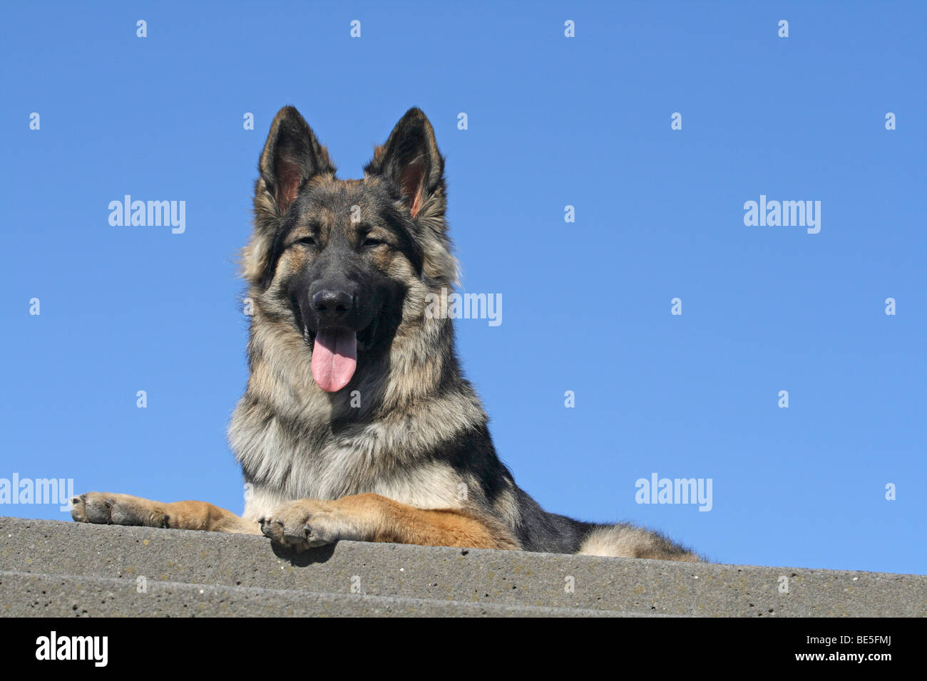 Shepherd Husky Banque D Image Et Photos Alamy