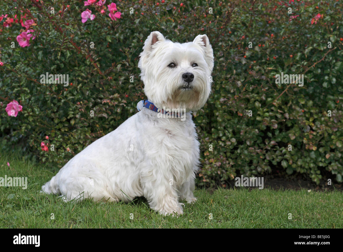 West Highland White Terrier, Westie, 7 ans, assis sur une pelouse Banque D'Images