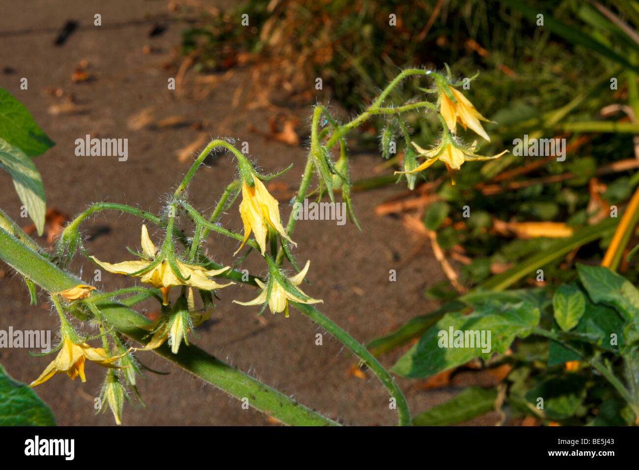 Les fleurs jaunes de l'usine de tomates cerises. Banque D'Images