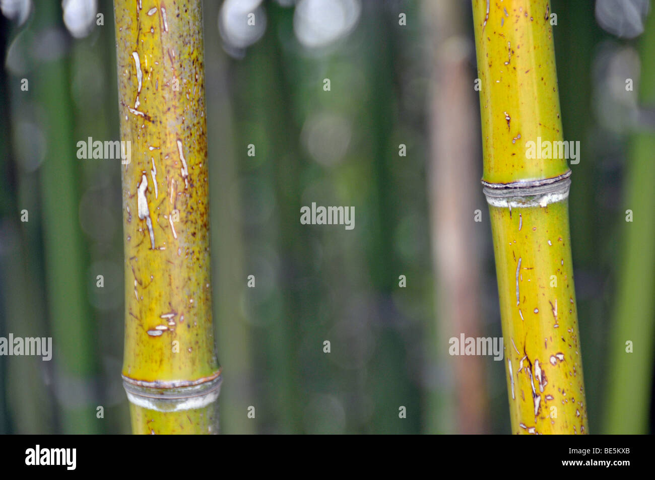 Bambou Phyllostachys viridiglaucescens (géant), Chine, Asie Banque D'Images