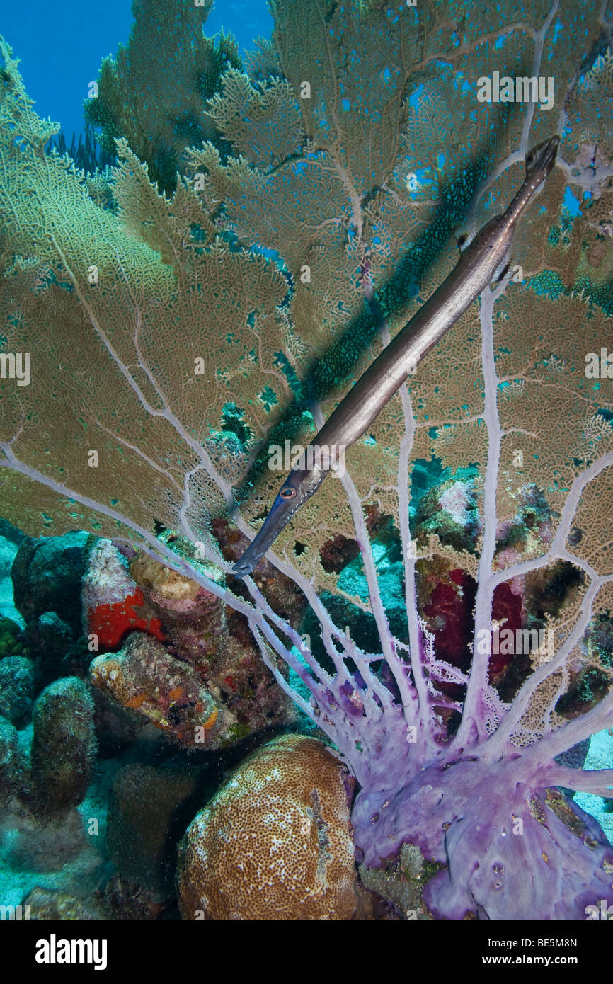 Poissons-Trompette (Aulostomus maculatus) se cacher derrière un ventilateur de mer (Gorgonia ventalina) Banque D'Images