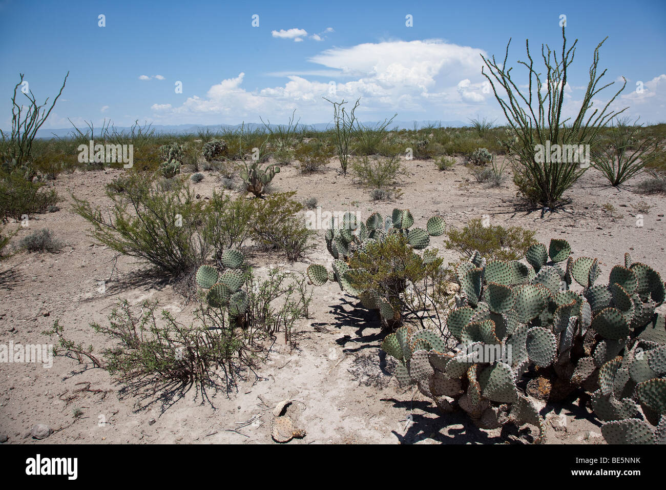 Paysage désertique, Coahuila, le nord du Mexique Banque D'Images