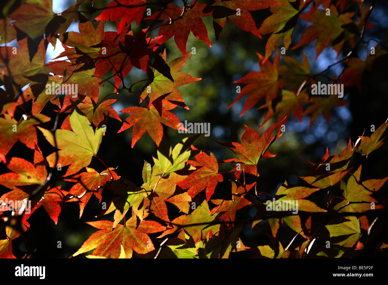 Acer feuilles à l'automne, Westonbirt Arboretum, Glouscestershire, England, UK. Banque D'Images