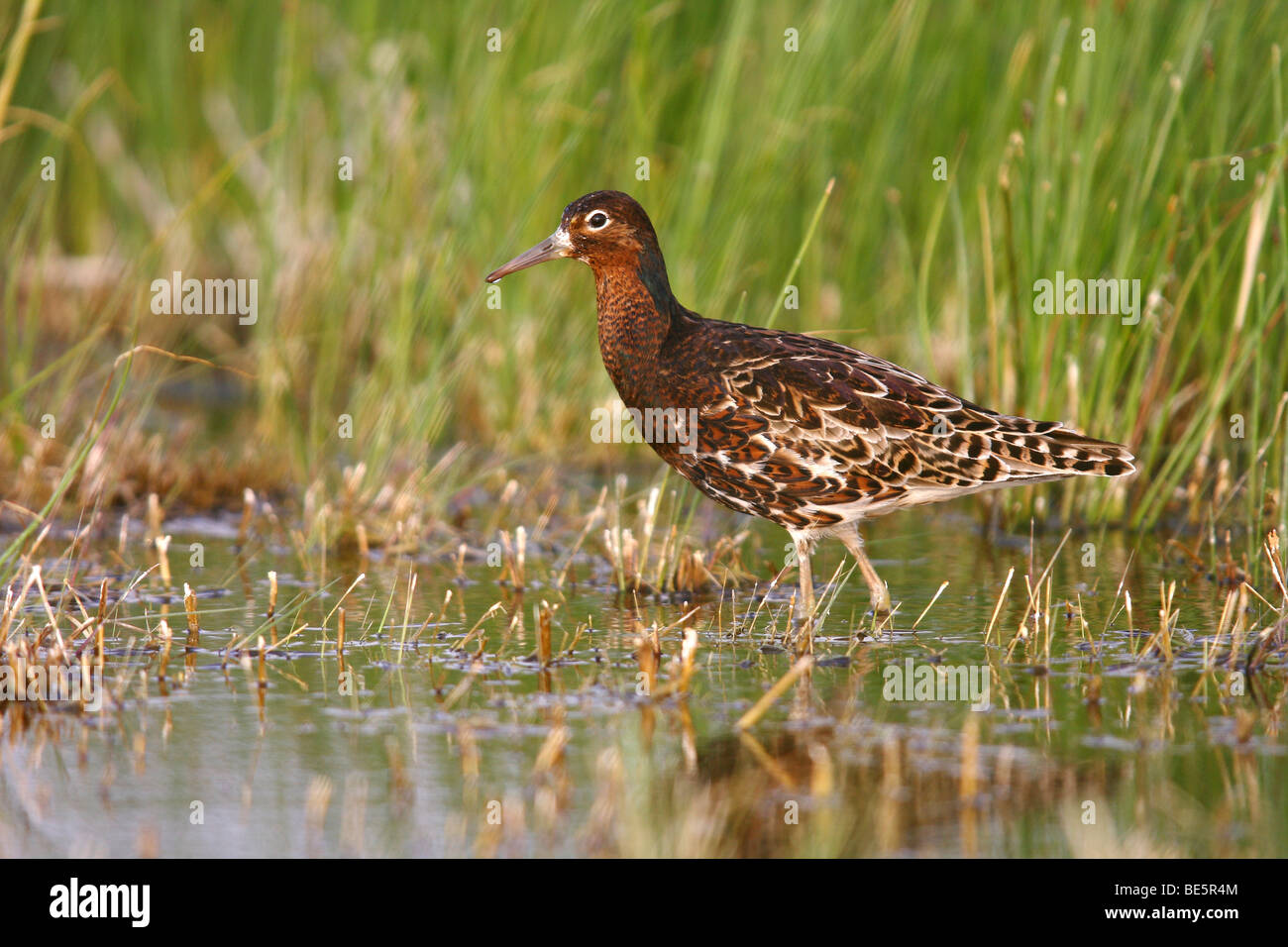 Le Combattant varié (Philomachus pugnax), mâle pendant la saison de reproduction, debout dans l'eau peu profonde, Burgenland, Autriche, Europe Banque D'Images