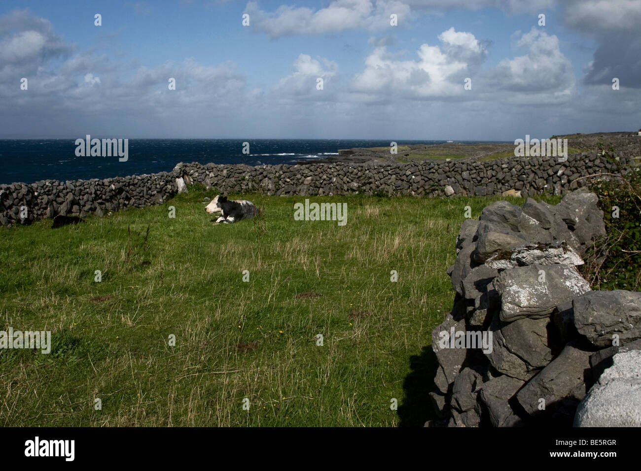 Vache repose dans domaine entouré de murs traditionnels, l'Inis Mor (Inismore) Island, les îles d'Aran, Co. de Galway, Irlande Banque D'Images