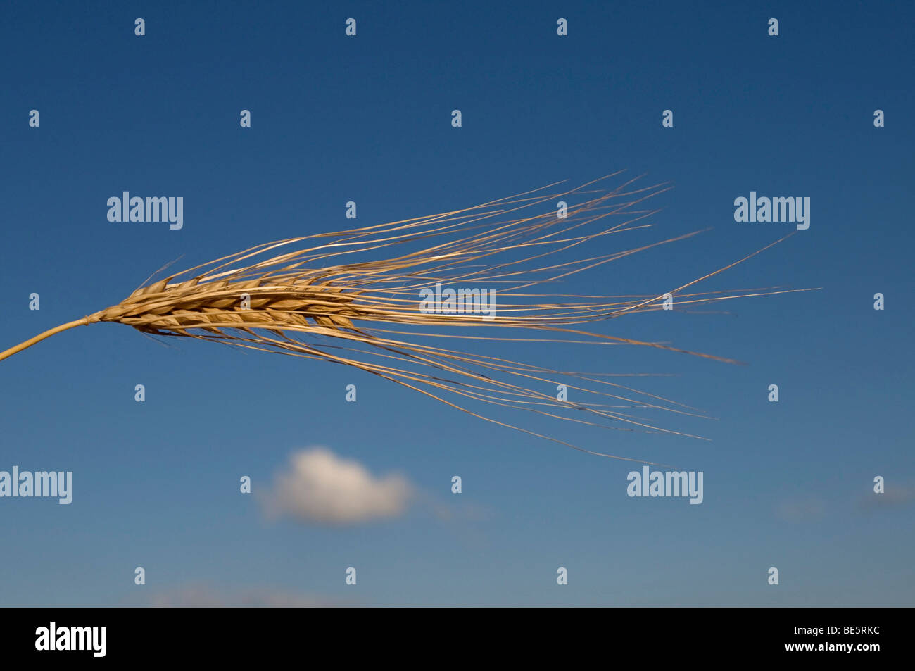 L'orge (Hordeum vulgare) Banque D'Images