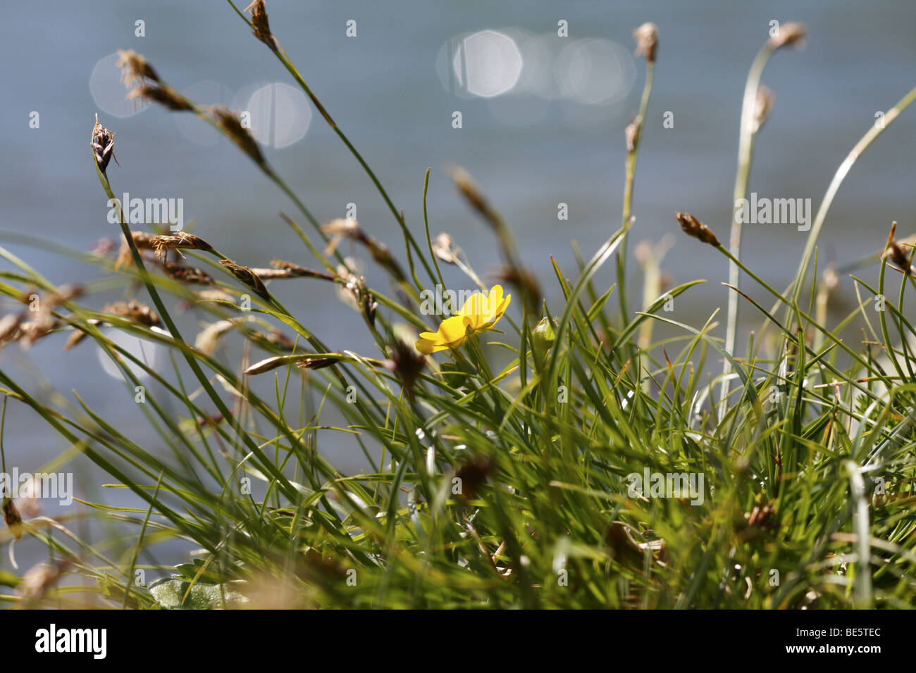 Anémone Anémone renoncule jaune ou (anémone) Banque D'Images