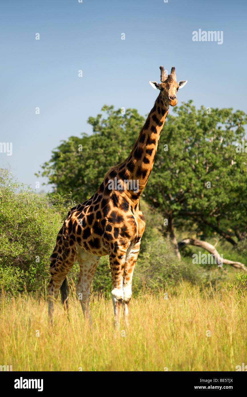 La girafe Rothschild dans le Parc National de Kidepo Valley dans le nord de l'Ouganda. Banque D'Images