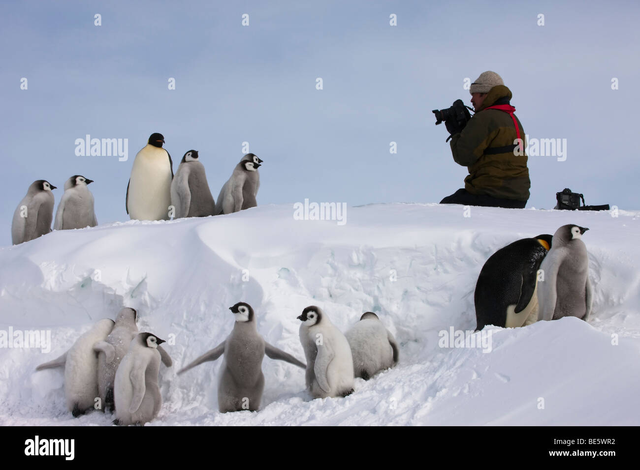 Fluffy Mignon Bebe Manchots Empereurs Line Up Avec La Supervision D Adultes De Poser Pour Le Photographe De La Faune Travaillant Avec L Appareil Photo Snow Hill En Antarctique Photo Stock Alamy