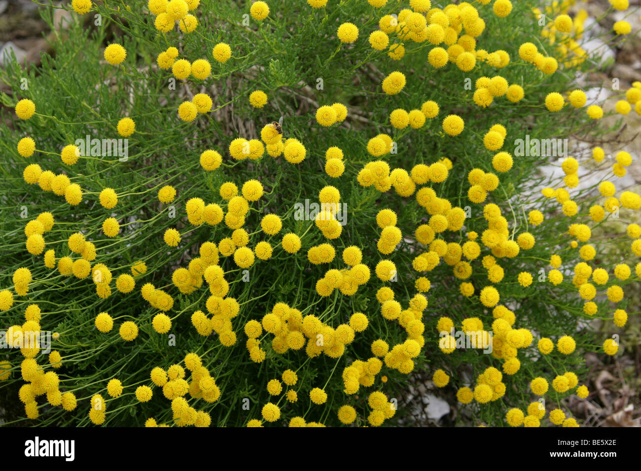 Coton lavande, Santoline, rosmarinifolia Asteraceae (Compositae), originaire de la région méditerranéenne, l'Europe. Banque D'Images