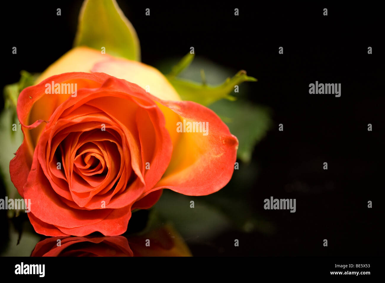 Rose orange Banque D'Images