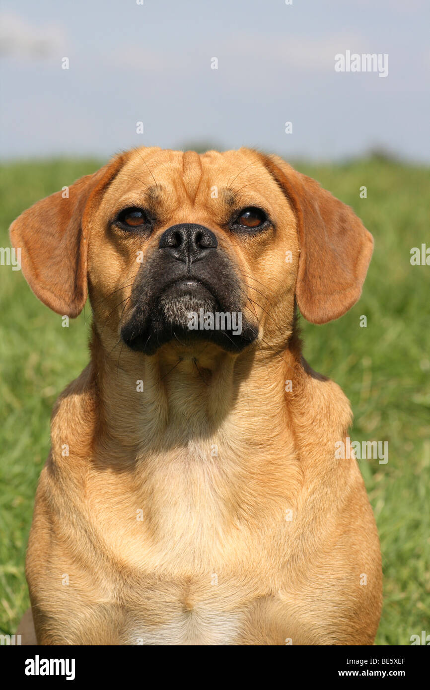 Pug-Beagle hybride, mâle, 16 mois, portrait Banque D'Images