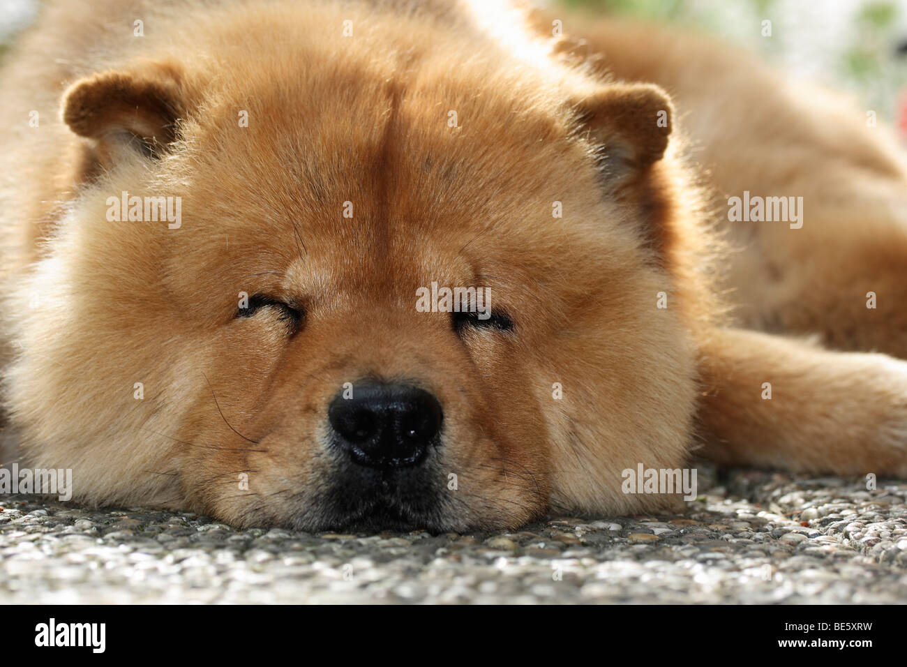 sleepy chow chow