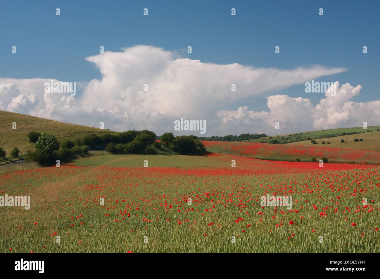 Coquelicots rouges dans la région de Brighton, Southdowns, UK Banque D'Images