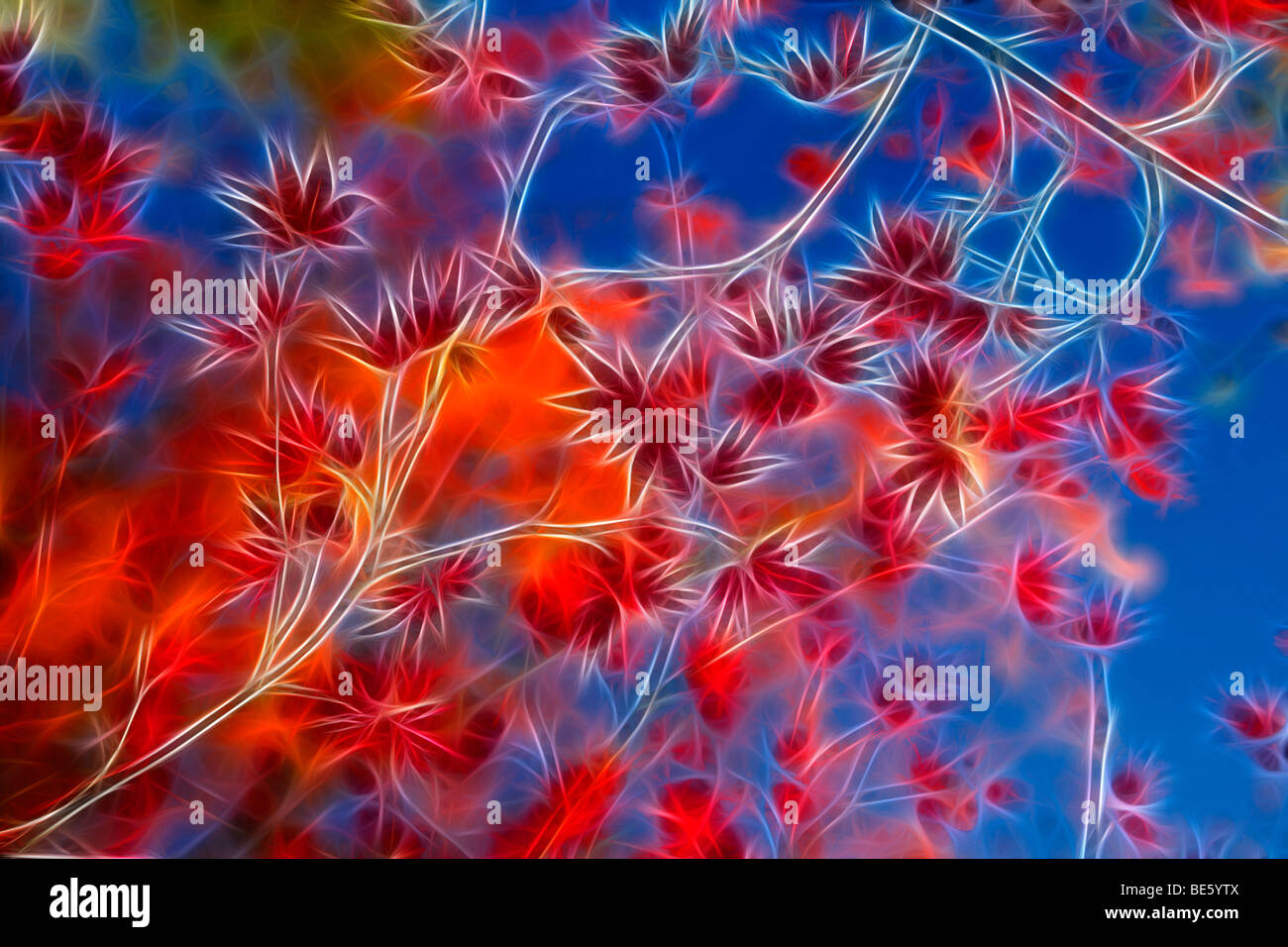 La direction générale de l'érable (Acer palmatum) en automne. Illustration numérique. Dessin assisté par ordinateur d'une branche d'érable palmé. Banque D'Images