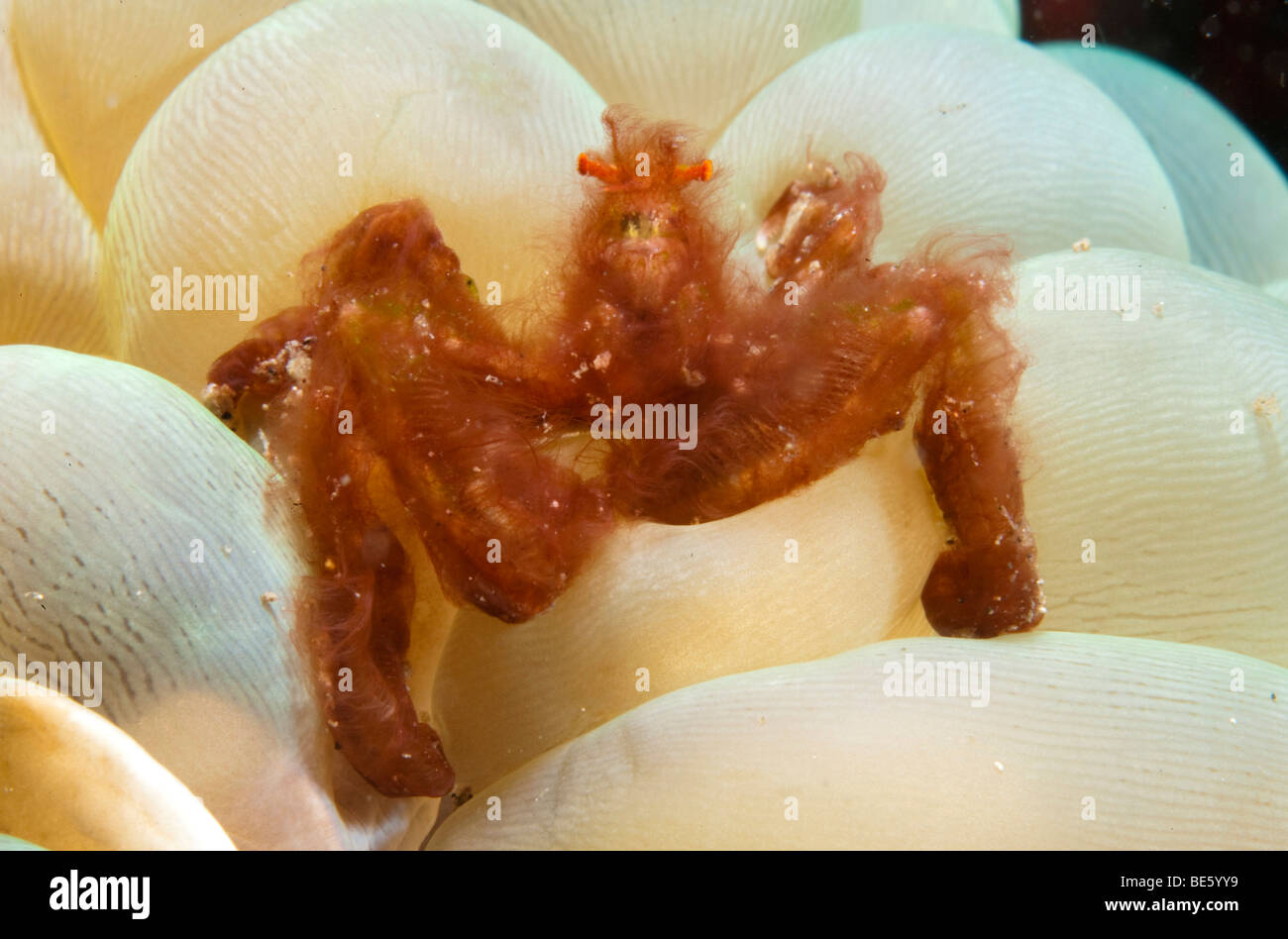 Crabe d'orangs-outans (Achaïos japonicus), le parc marin de Bunaken, Sulawesi, Indonésie, Asie du sud-est Banque D'Images