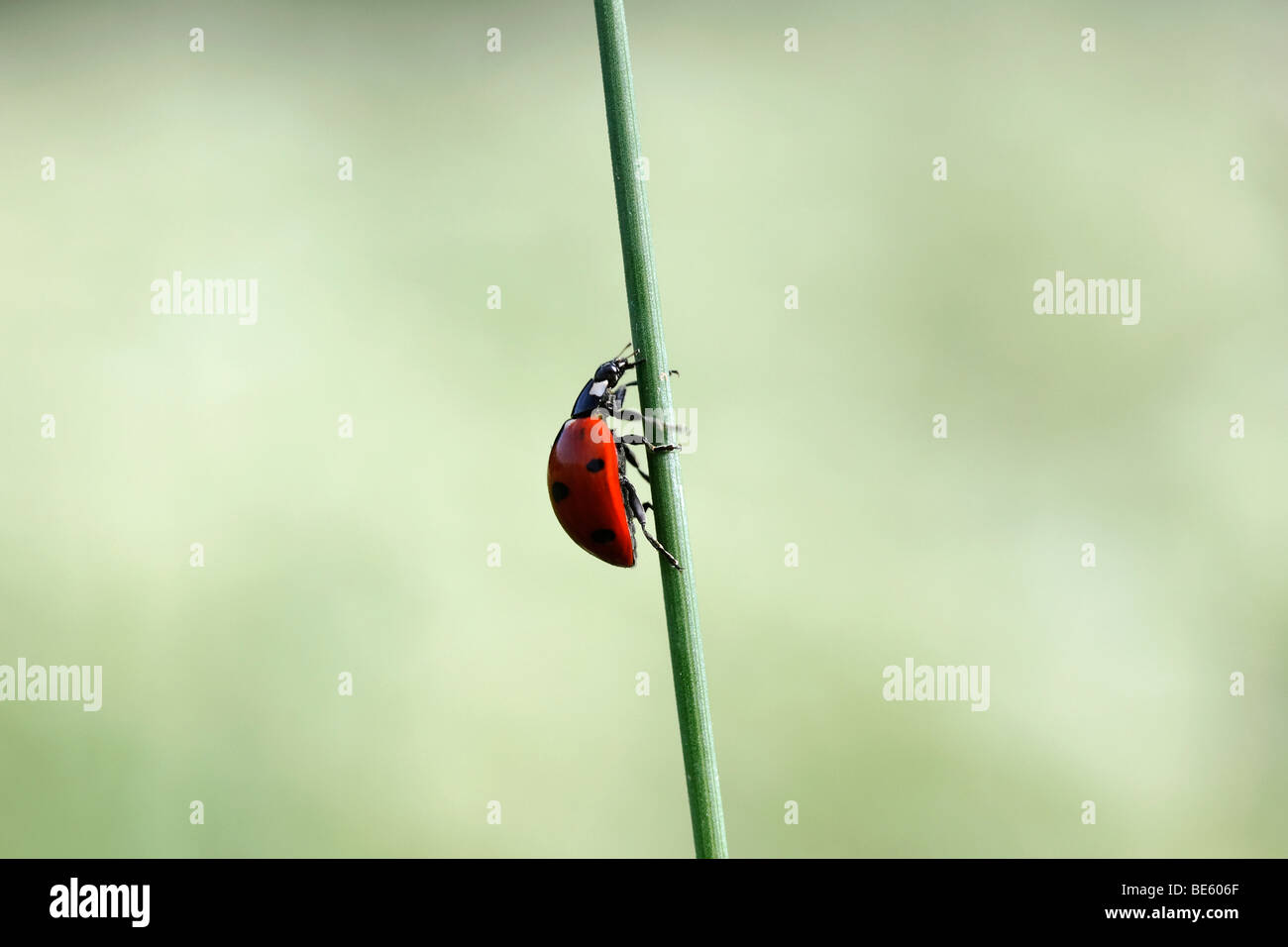 Ladybird (Coccinellidae) grimpant sur un brin d'herbe Banque D'Images