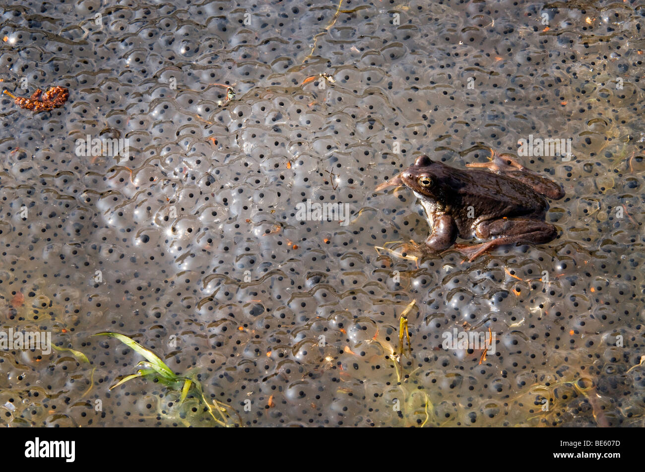 Frog (Rana temporaria), le frai Banque D'Images
