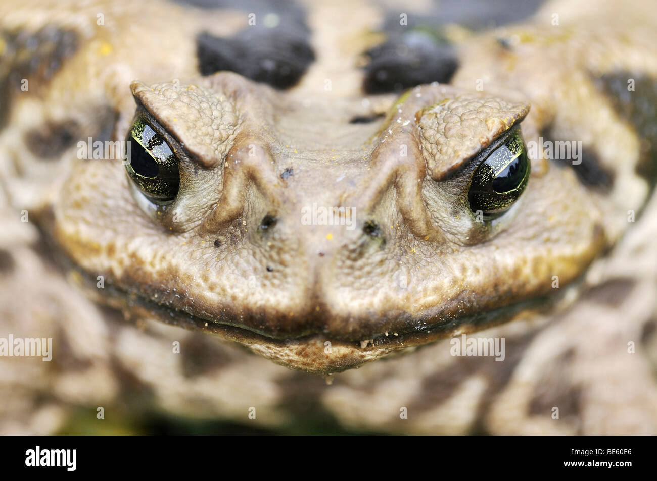 Crapaud Aga ou une canne (Bufo marinus Rhinella marina) Banque D'Images