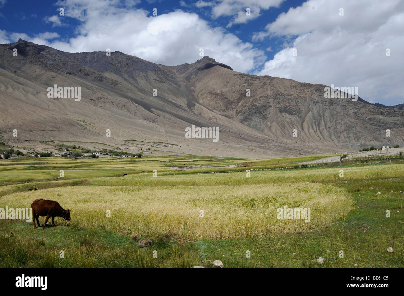 Khardong oasis, à la culture de l'orge d'environ 4000 m.a.s.l., La Vallée de Nubra, Ladakh, le Jammu-et-Cachemire, l'Inde du Nord, Inde, Asie Banque D'Images