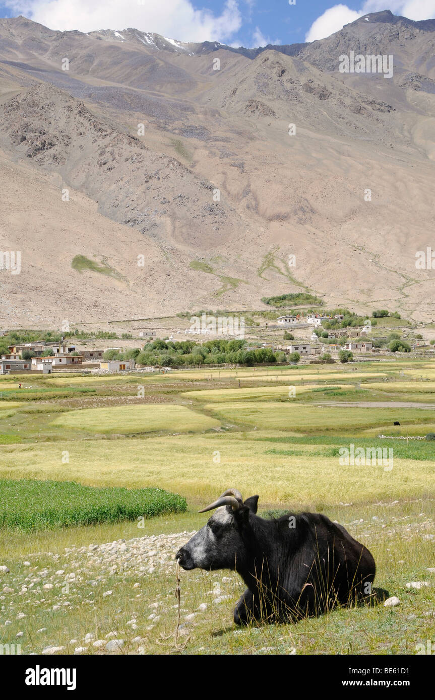 Khardong oasis, la culture de l'orge et l'élevage de bovins à environ 4000 m.a.s.l., La Vallée de Nubra, Ladakh, le Jammu-et-Cachemire, dans le Nord Banque D'Images