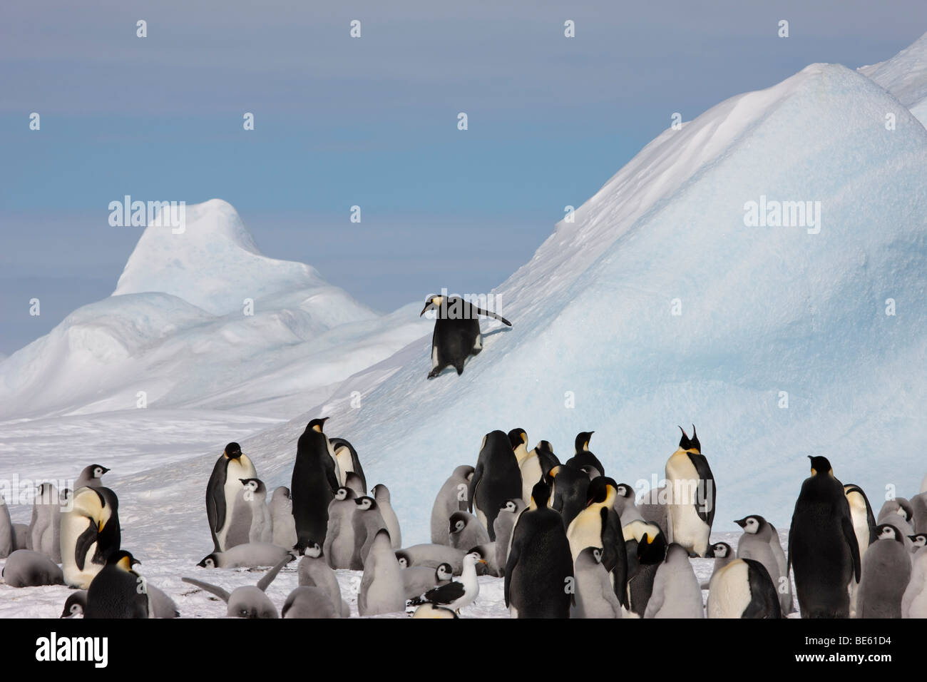 Groupe d'adultes et bébés manchots empereurs en Antarctique regarder un drôle de glisser le long des adultes un grand bleu iceberg Banque D'Images