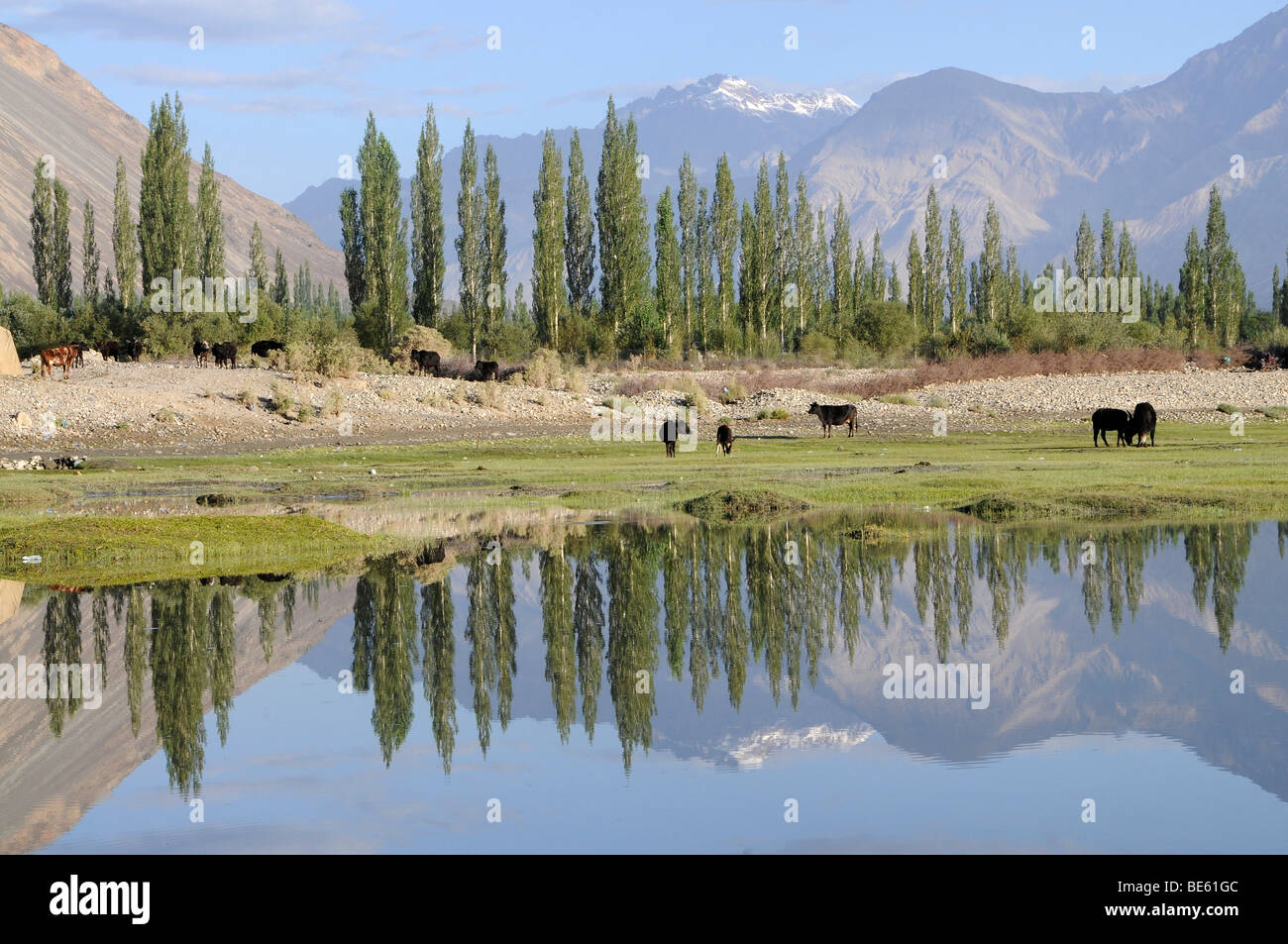 Oasis , Hundar, zone inondable du fleuves Shyok River en face de l'oasis, utilisées comme pâturages communaux, la Vallée de Nubra, Ladakh Banque D'Images
