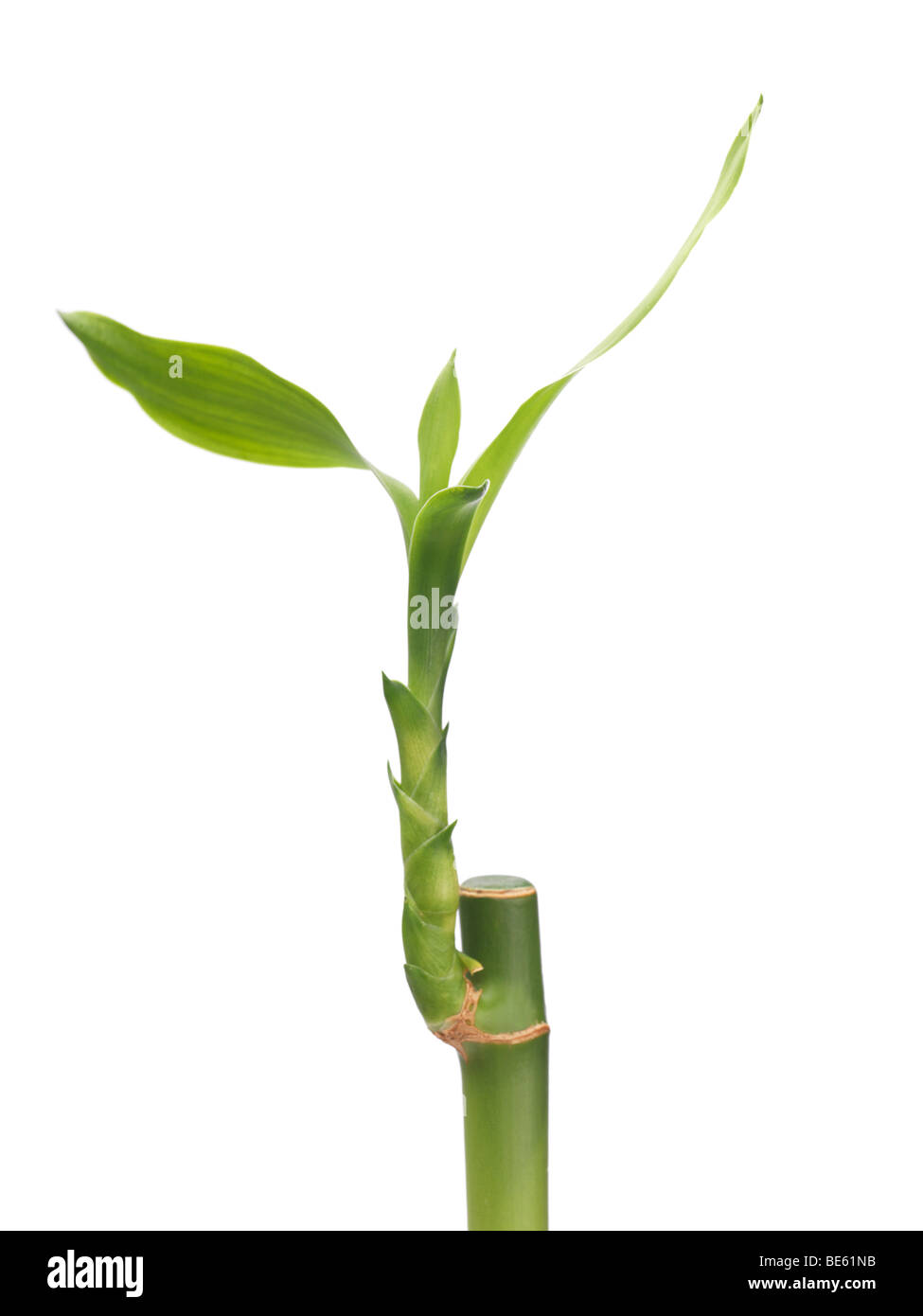 Lucky Bamboo plant Banque D'Images