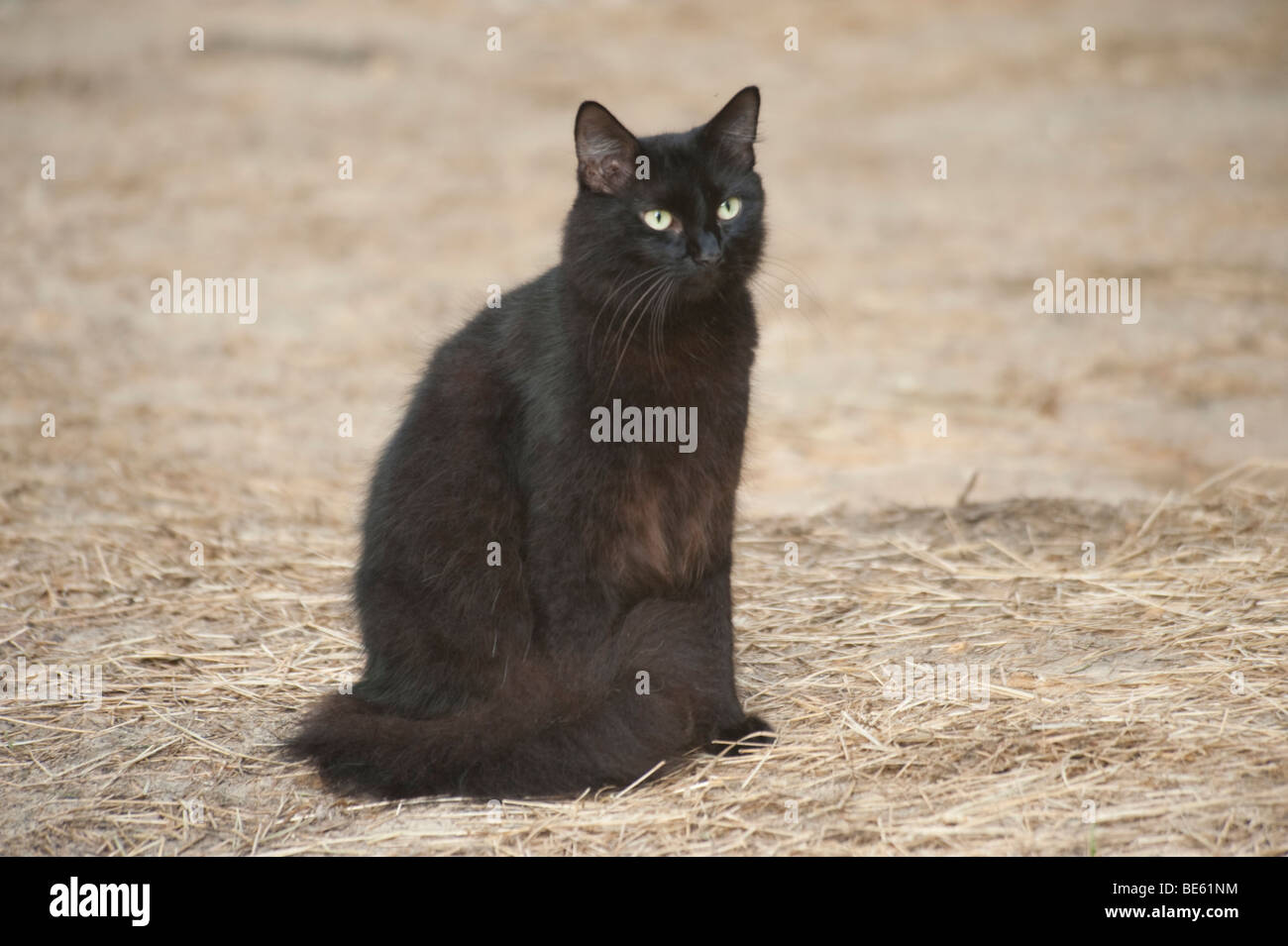 Cat Black barn assises sur des parole Banque D'Images