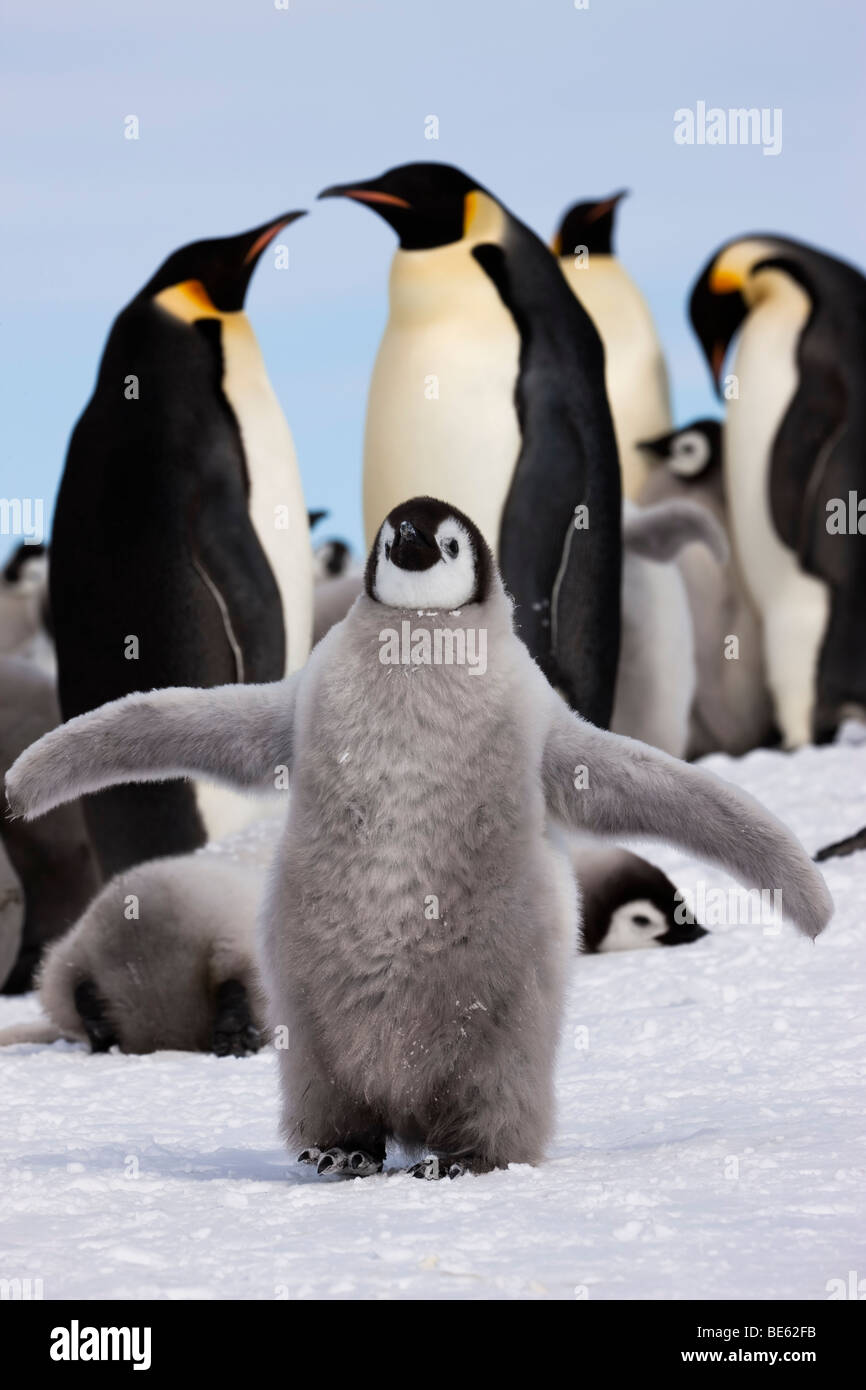 Fluffy Mignon Bebe Manchots Empereurs Line Up Avec La Supervision D Adultes De Poser Pour Le Photographe De La Faune Travaillant Avec L Appareil Photo Snow Hill En Antarctique Photo Stock Alamy