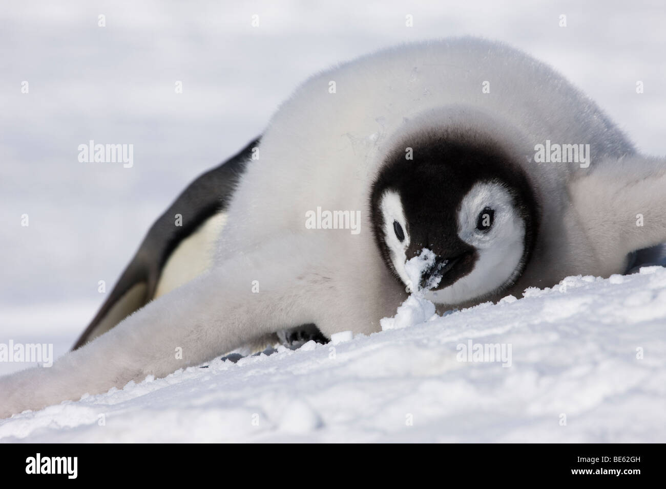 Close-up face à chef mignon bébé Manchot Empereur couché dans la neige blanche tout en mangeant, contact avec les yeux, des bas gris, Snow Hill Island en Antarctique Banque D'Images