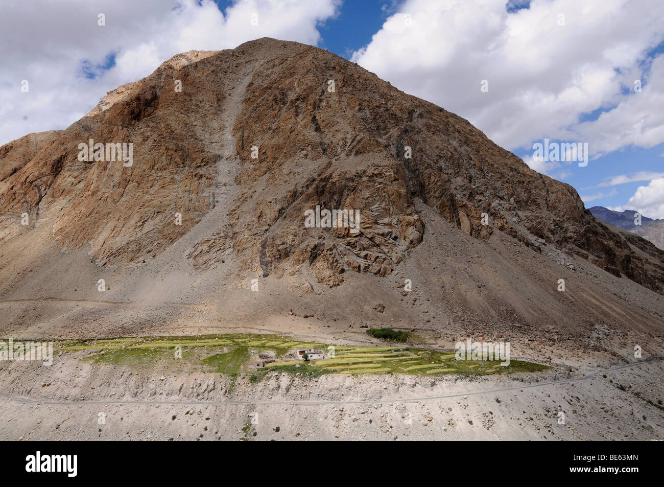 Oasis à l'affluent de la rivière près du Kardung fleuves Shyok passer dans la vallée de Nubra, culture de l'orge à environ 4000m, Ladakh, Banque D'Images